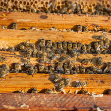 Load image into Gallery viewer, Pure Ukrainian Acacia Honey 250g
