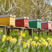 Load image into Gallery viewer, Pure Ukrainian Sunflower Honey 250g
